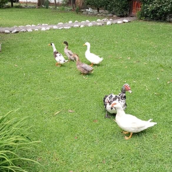 Finca El Milagro La Silleta Ngoại thất bức ảnh